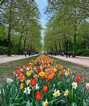 Les tulipes du Parc Royal