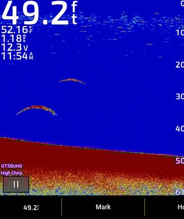 lake trout on Garmin sonar in lake 2D image