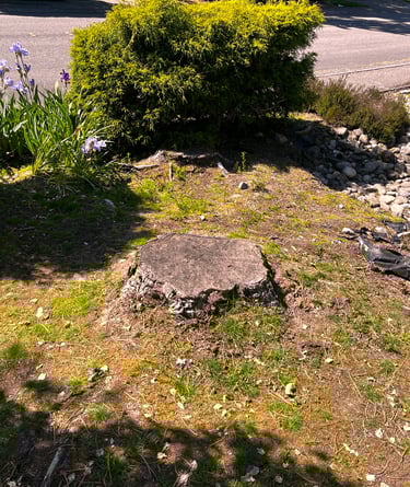 A Snohomish County tree service preparing for a stump removal in Woodinville