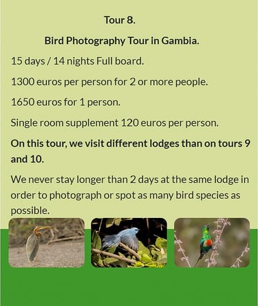 Flyer Tour 8 – 15-day bird photography Gambia tour, full board, price from €1300 per person. Include