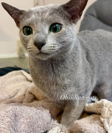 chat bleu russe chatterie Obsidian cats