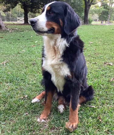 Eleanor the Bernese 