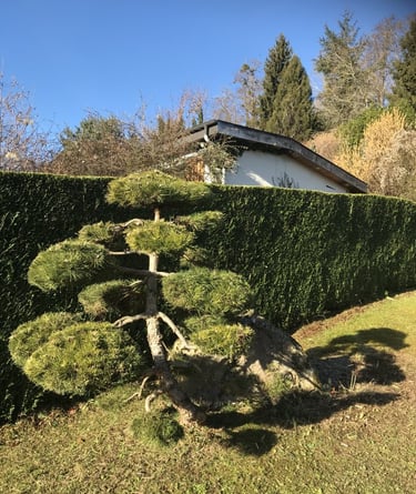 vision artistique de la nature