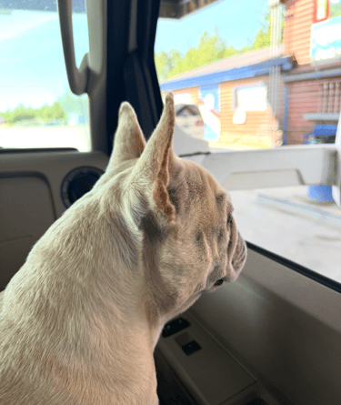 A French bulldog sits in the back seat of a car and looks out the window at a log building.
