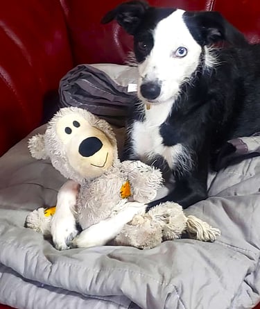 Jessdog sitting on a couch with a teddy bear at 3 years old