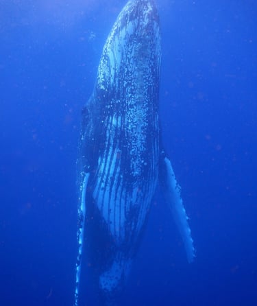 snorkelling with humpback whales in Vava'u, The Kingdom of Tonga