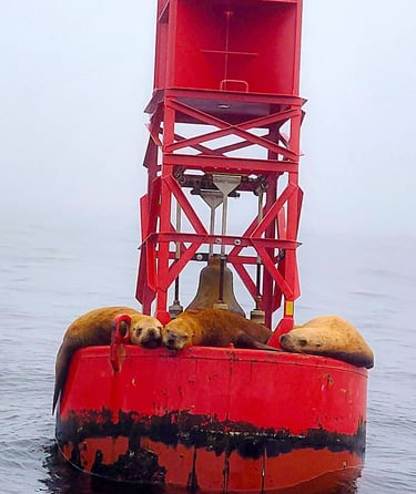 Oregon Coast - Seals on buoy at Depoe Bay whale watching 