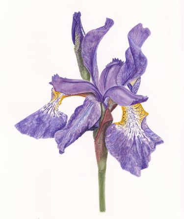 Watercolour painting of a purple iris flower with white background