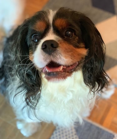 Oréo - Cavalier King Charles de 4 ans