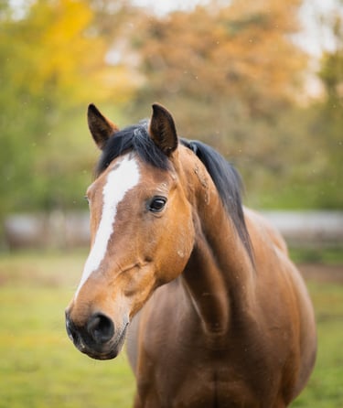 Shooting cheval avec Laura