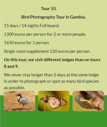 Flyer Tour 10 – 15-day bird photography Gambia tour, full board, price from €1300 per person. Includ