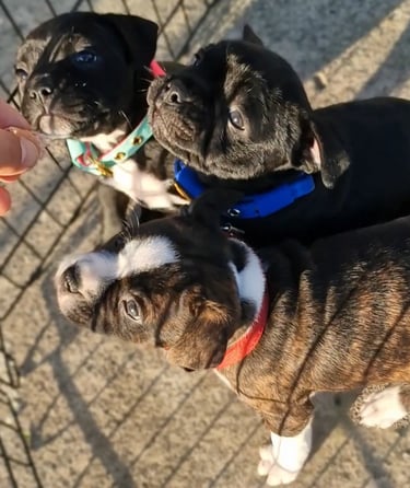 dolcezza staffordshire bull terrier