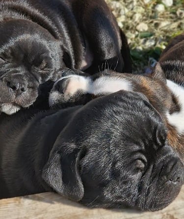 cuccioli staffy che dormono