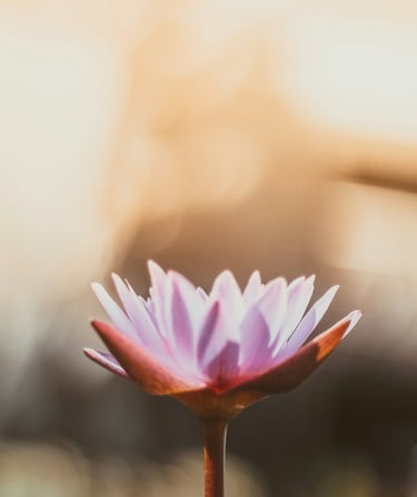 A mindful purple flower with the Grateful Minds Logo