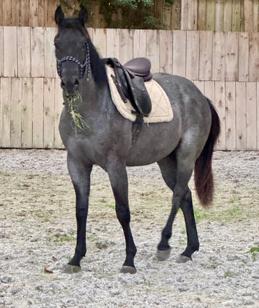 americain stallion quarter horse etalon blue roan