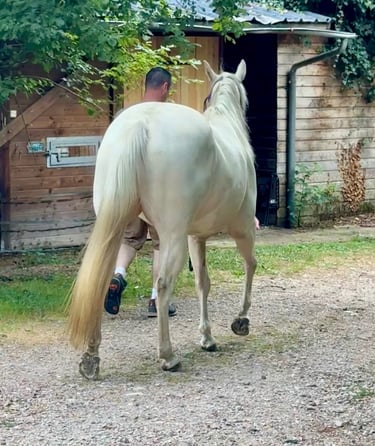 americain mare quarter horse jument cremello blue eyes