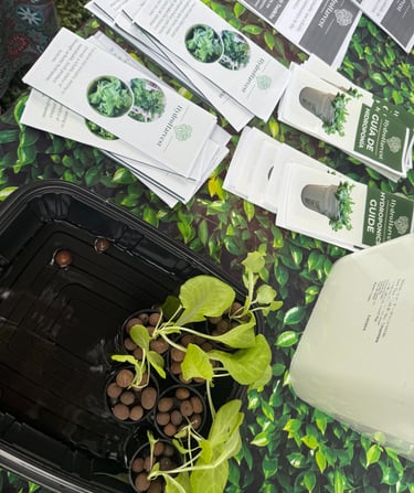 Lettuce seedlings in a tray and brochures on a table