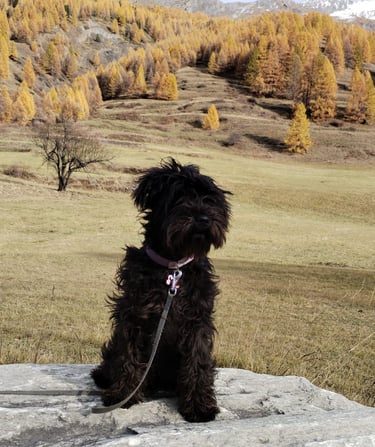 Ava des Diamants Noirs d'Also