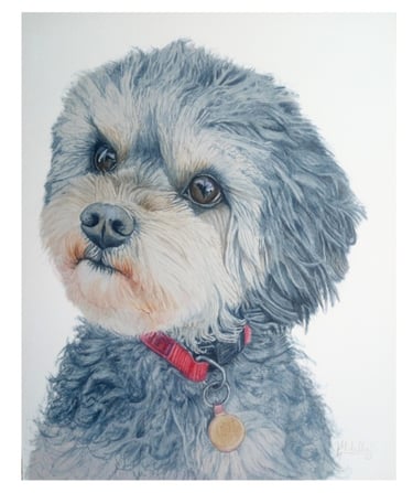 Pet Portrait Commissioned