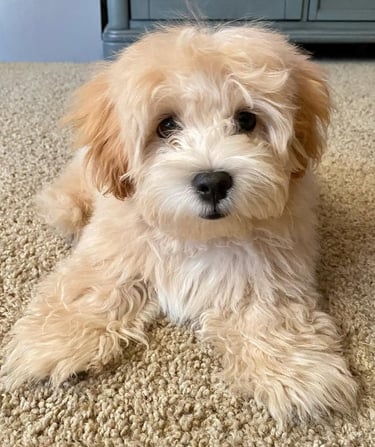 Maltipoo puppies for sale