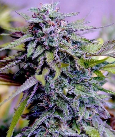 grand daddy purpler