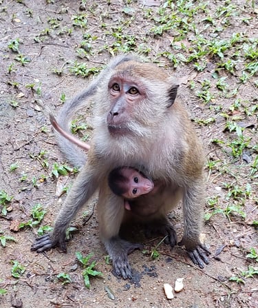 thailand phang nga wat suwan khuha monkeys