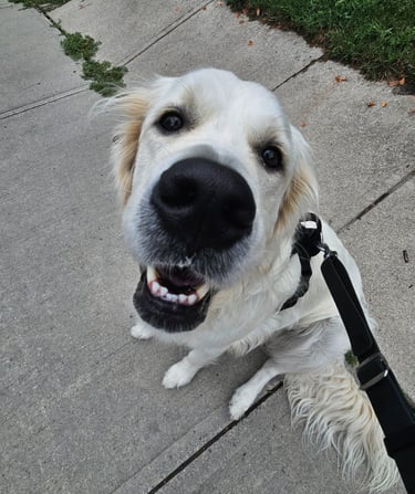 dog walk on leash in leslieville