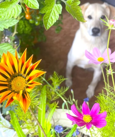 A dog with white fur sits in the background. The foreground has orange and purple flowers