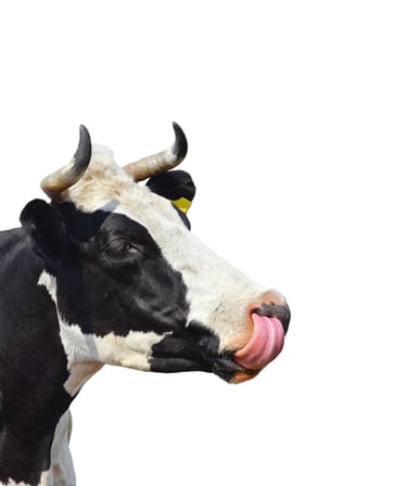 Krowa używana w identyfikacji wizualnej produktów Weihs Livestock.