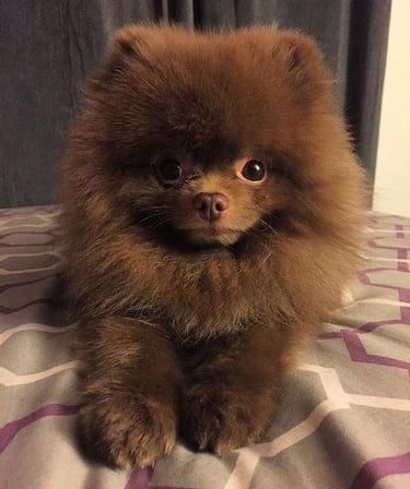 venta de cachorritos pomerania argentina