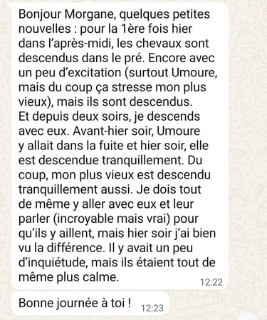 Screenshot of a French WhatsApp message discussing training horses to enter a meadow calmly.