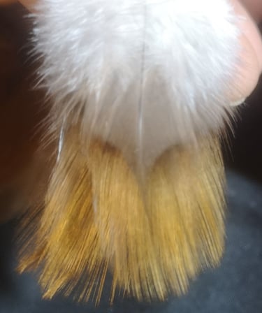 coq limousin