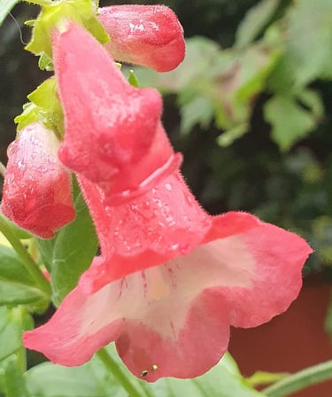 PENSTEMON