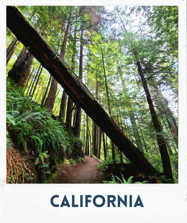 california, redwoods, redwood national park, tall trees