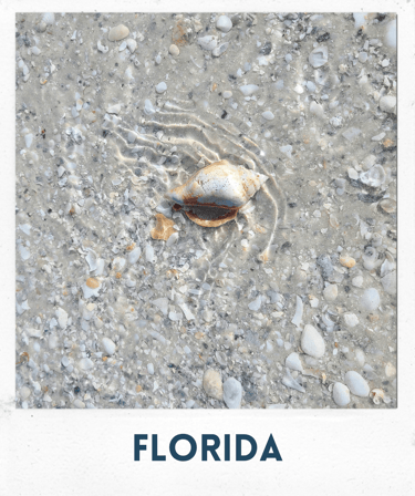 a shellfish, florida, marco island, seashell, shells, beach, ocean