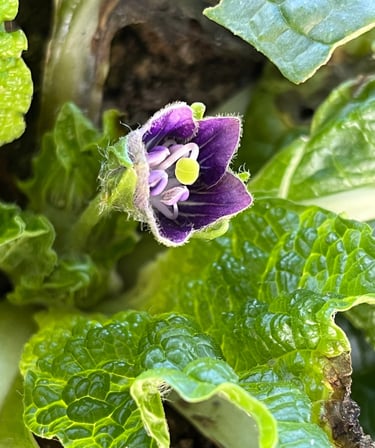MANDRAGORA TURCOMANICA PURPLE FLOWERS