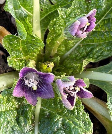 Mandragora turcomanica purple flowers 