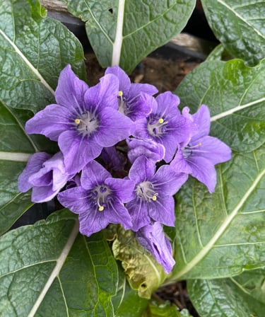 Mandrake flowers - Mandragora autumnalis