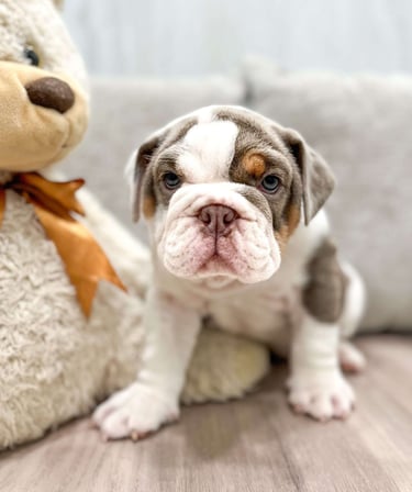 English Bulldog puppies for sale