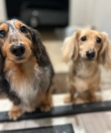 Two dachshunds wait to be let inside