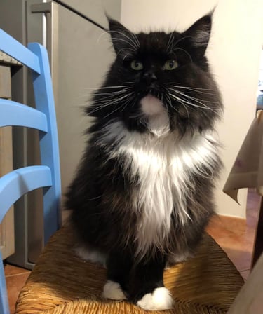 a black cat maine coon polydactylcat sitting on a chair in a kitchen