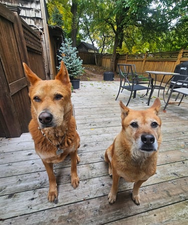 dog walk, backyard visit for two dogs in the beaches