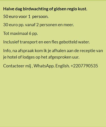 Flyer halve dag birdwatching aan de kust in Gambia. Prijs €50 voor 1 persoon of €30 p.p. vanaf 2 per