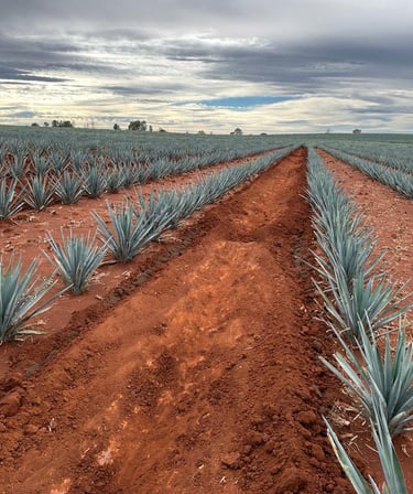 Campos de cultivo de agave azul tequilana Weber de entre 7-9 años de maduración.