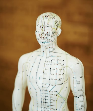 Acupuncture Model showing meridian and Acupucnture points at Marque Acupuncture and microneedling