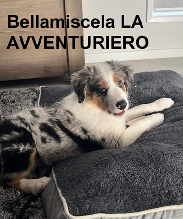 tri blue merle border collie puppies 