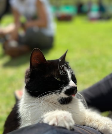 Salkantay Trek break with cat