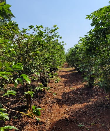 An image of a Kenyan Coffee farm in Nyeri 
