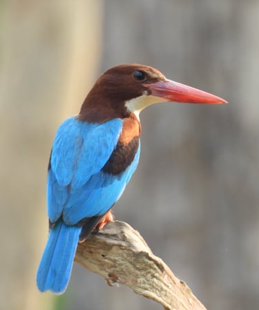 white thoated  kingficher near mohana