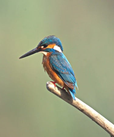 martin pecheur commun dans le Parc National de Bardiya